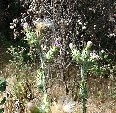 cirsium vulgare